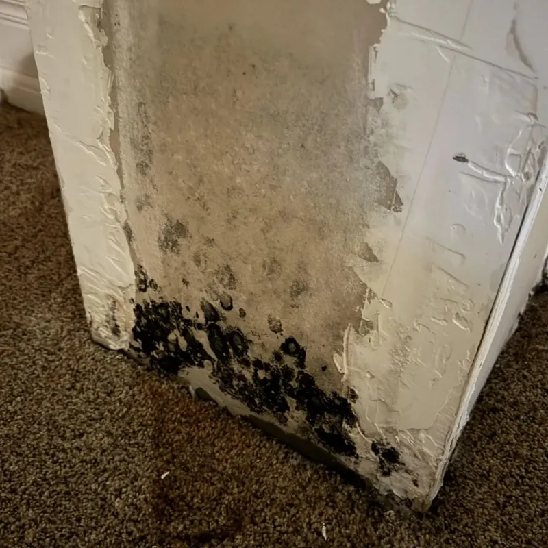 Professional Mold Removal in Falmouth, ME